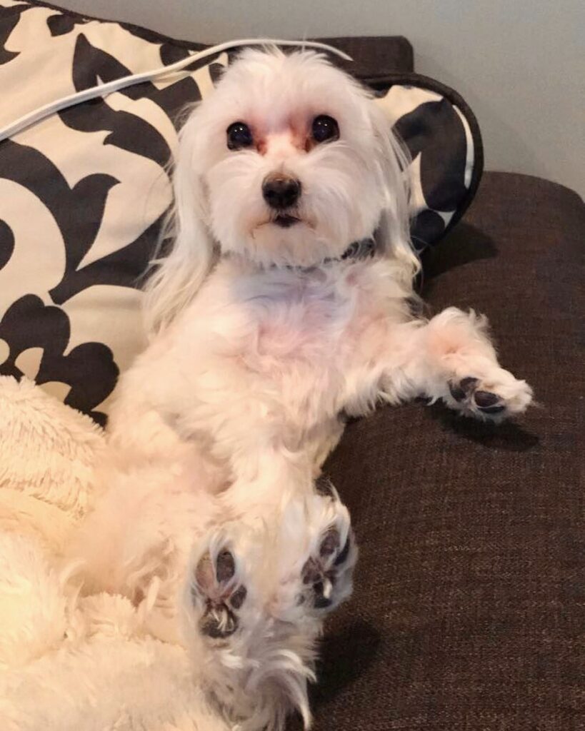 Crusty White Dogs What’s The Fuss About The Innocent Dogs?