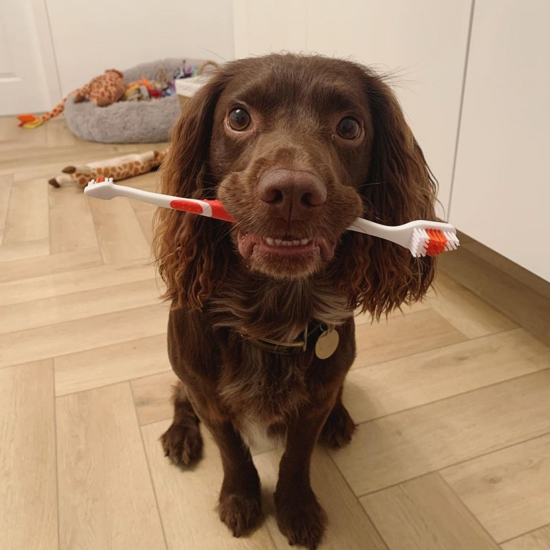 Can You Use Peroxide To Clean A Dogs Teeth