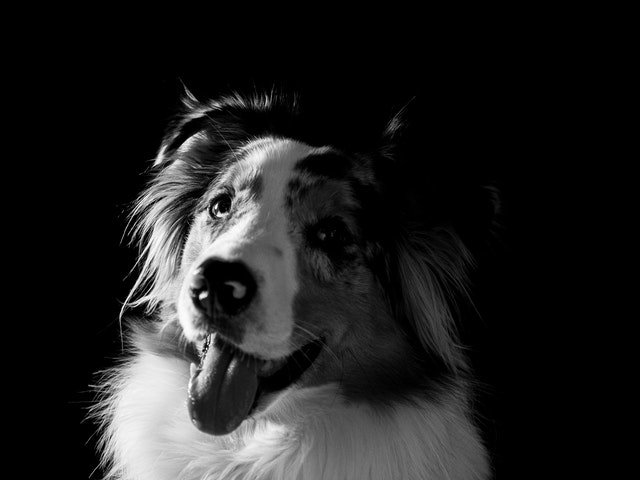 Do Dogs Ever Get Tired Of Barking? 5 Ways To Stop Dog Barking Why Do Dogs Bark Excessively