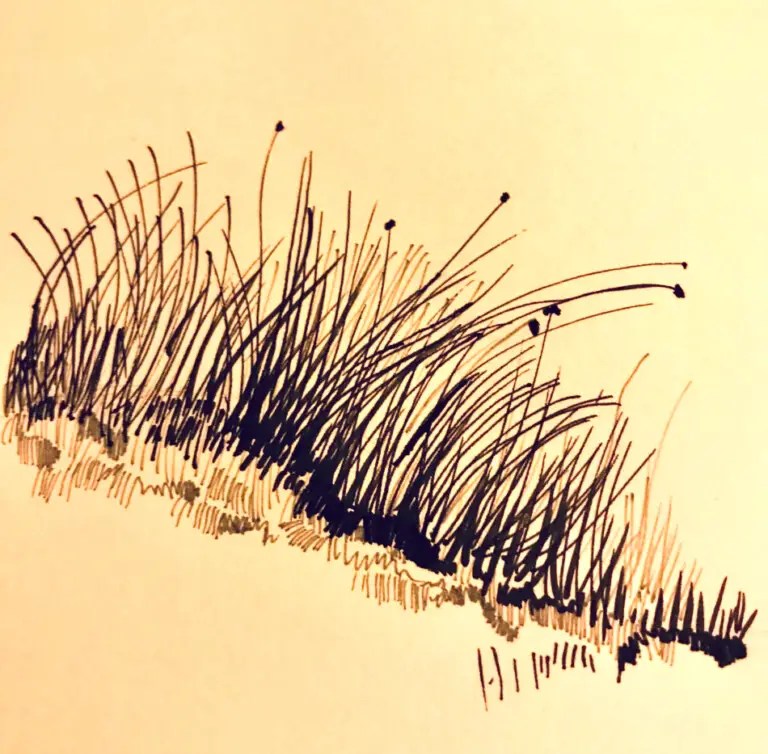 Drawing Grass with Pen and Ink Improve Drawing