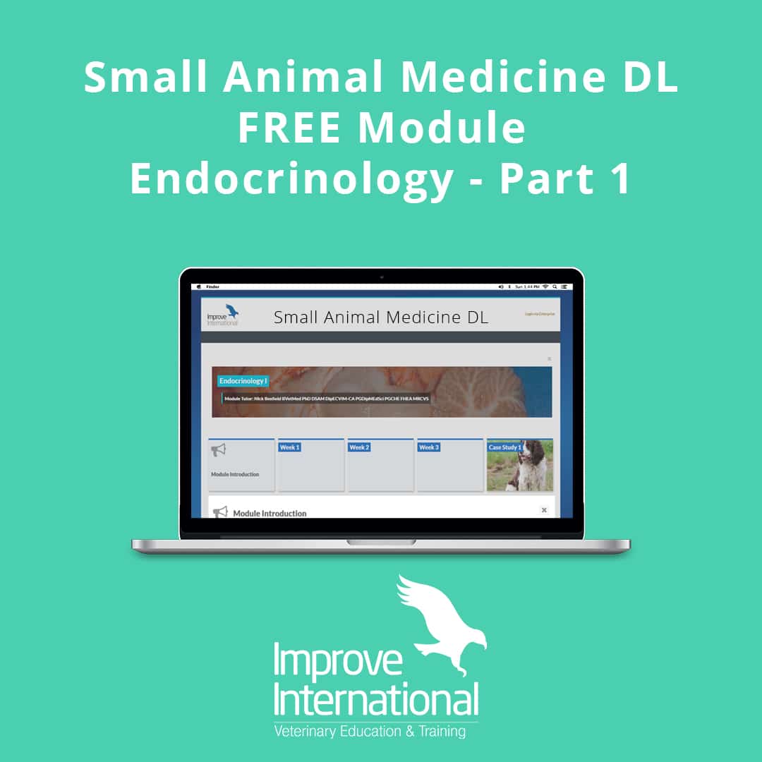 Small Animal Medicine Online Learning Improve International Australia