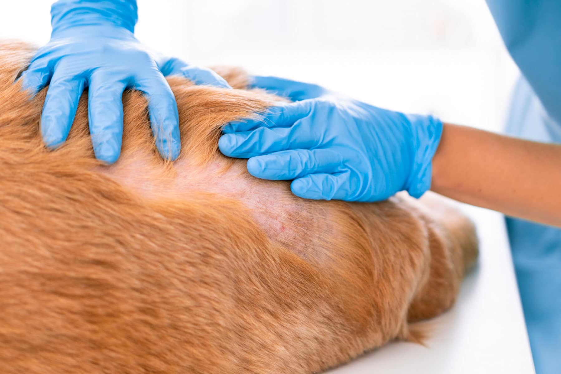 Small Animal Dermatology Online Learning Improve Veterinary Education