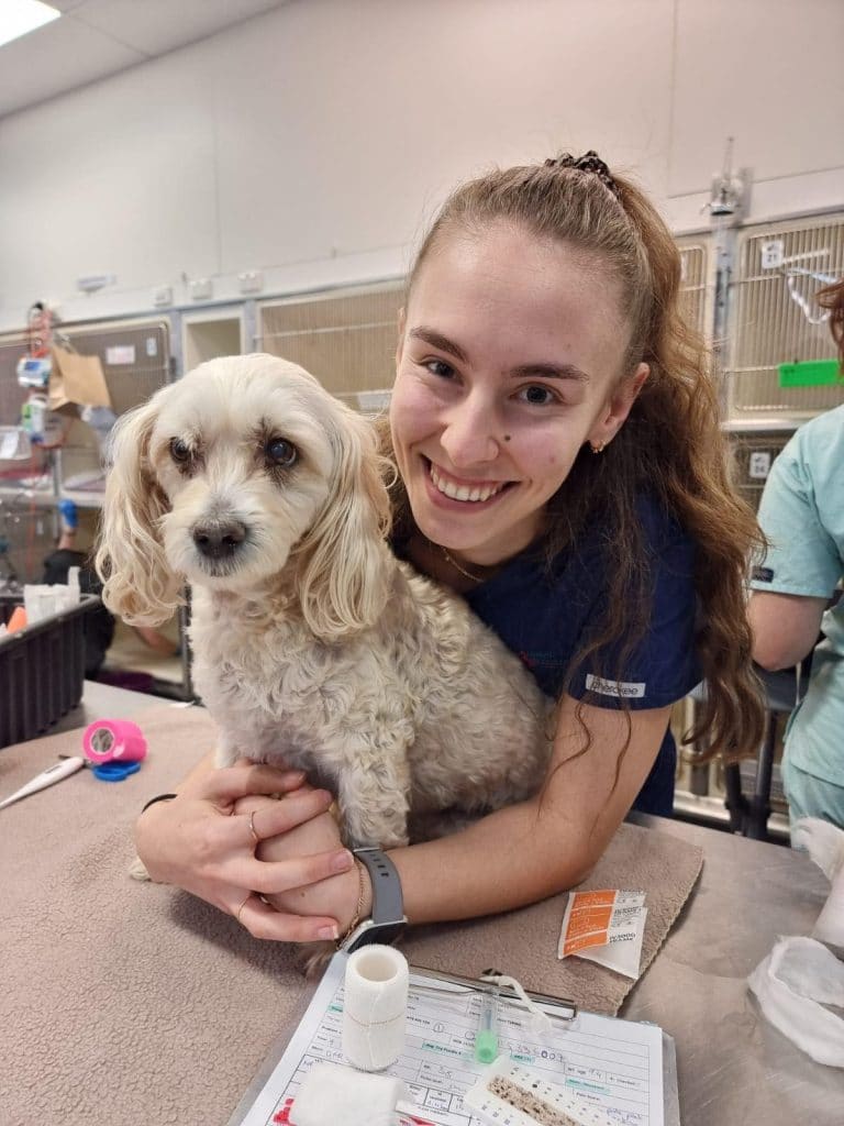 Certificate in Small Animal Medicine Improve International