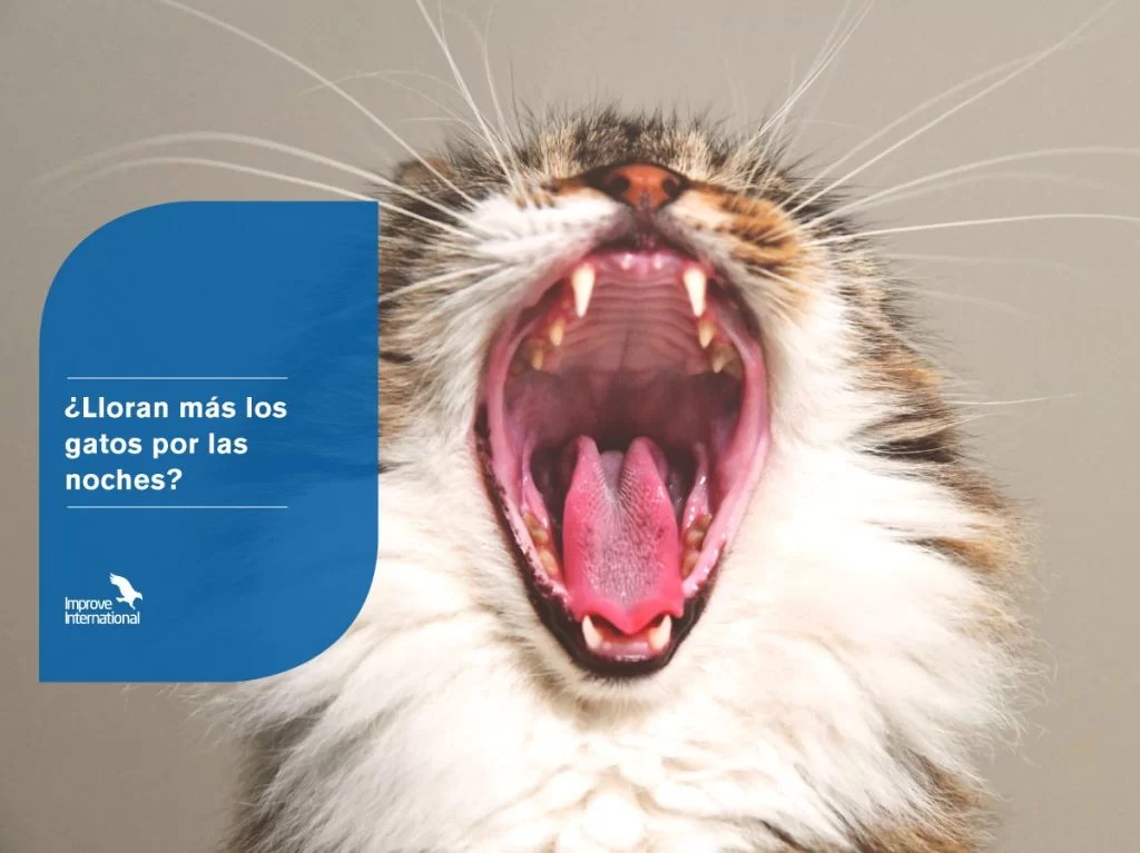 ¿Lloran más los gatos por las noches? Improve Veterinary Education