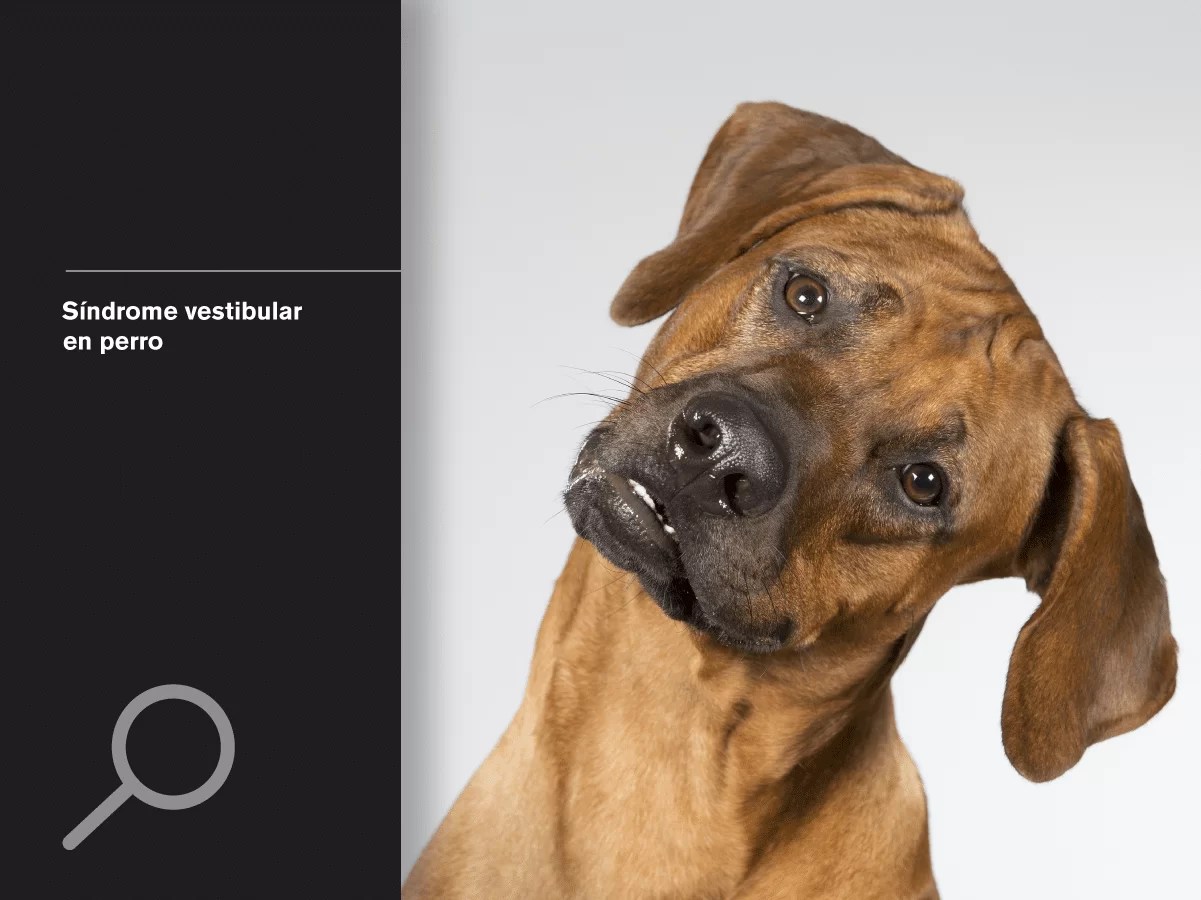 Síndrome vestibular en perro Improve Veterinary Education Espanã