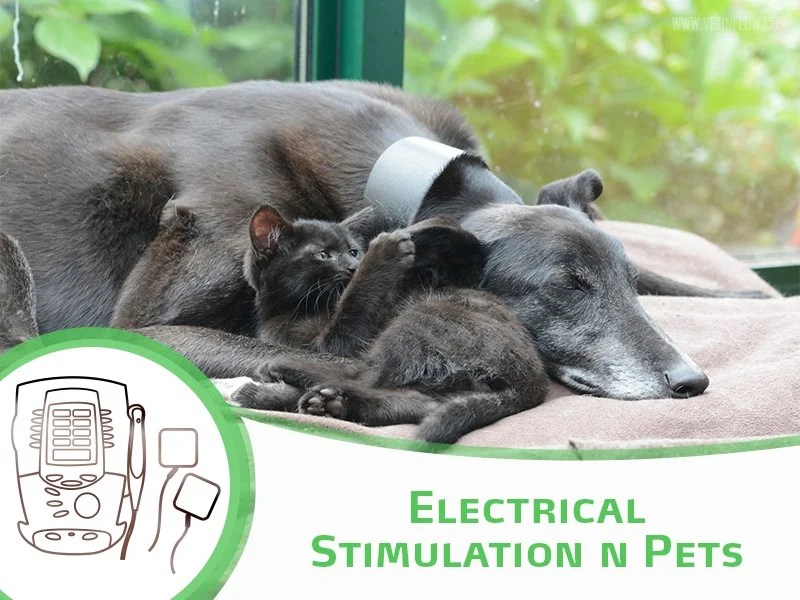 Electrical stimulation in pets Improve Veterinary Education US