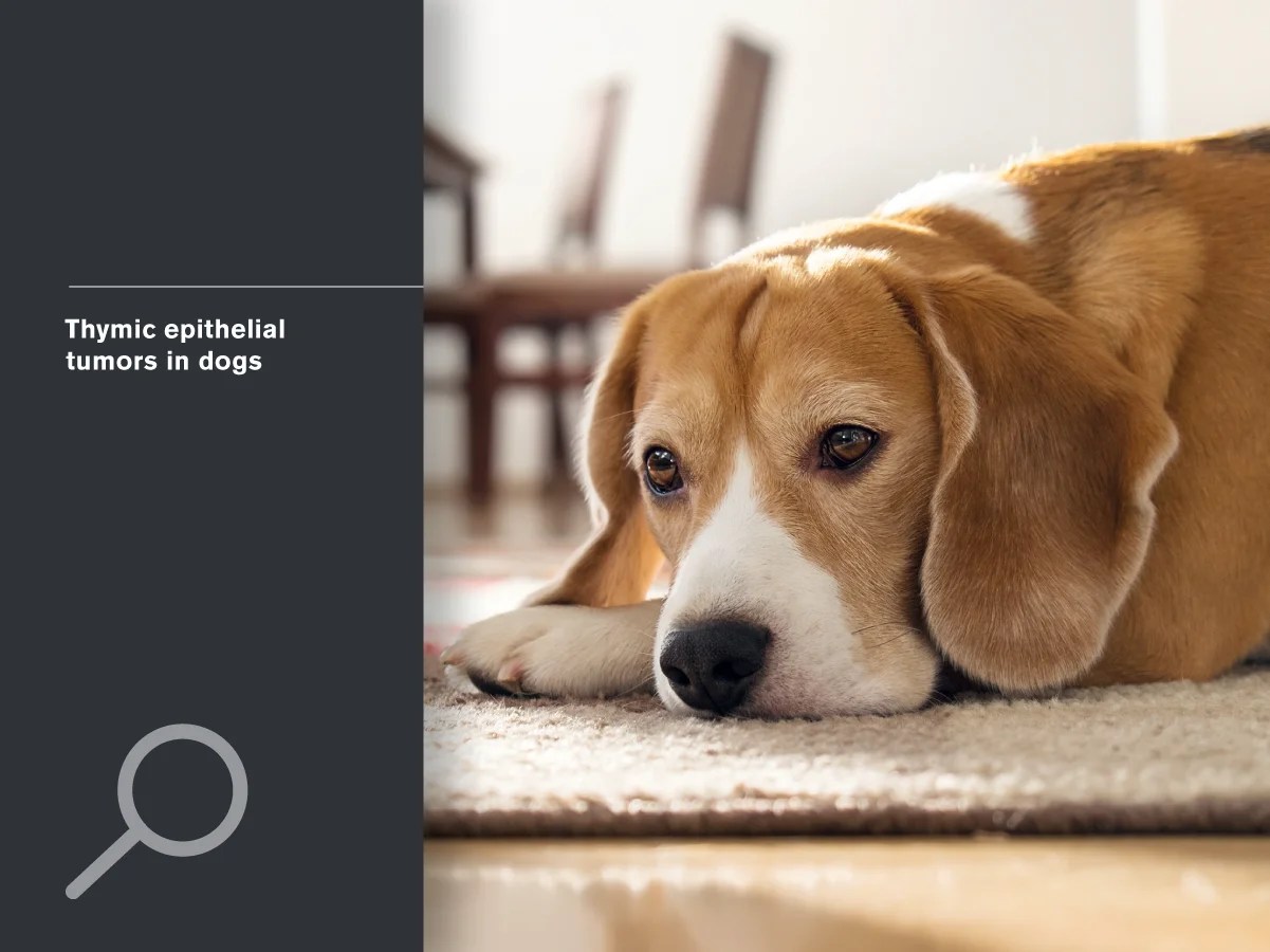 Thymic epithelial tumors in dogs Improve Veterinary Education US