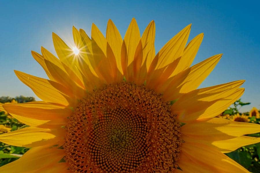 Grinter's Sunflower Farm Timing is Everything for Amazing Photos