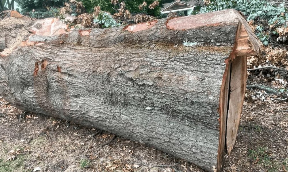 Walnut vs Acacia 2024