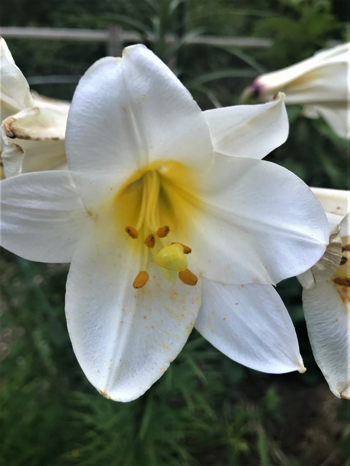 Royal Regal Lilies Improving Your Herb KnowHow