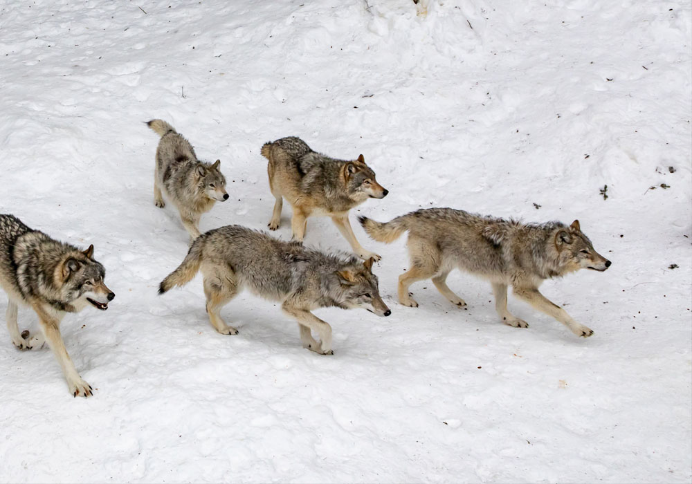 A Guy Fed a Trapped Wolf for 7Days Then 5Years Later They Met Again