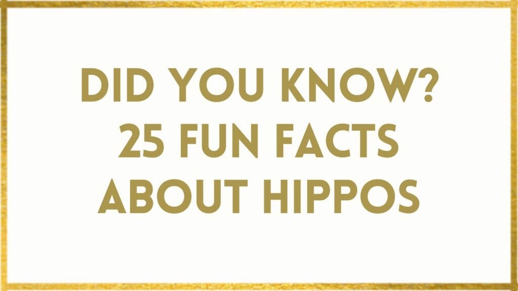Facts About Hippos 25 Fun Hippo Facts That Will WOW You!