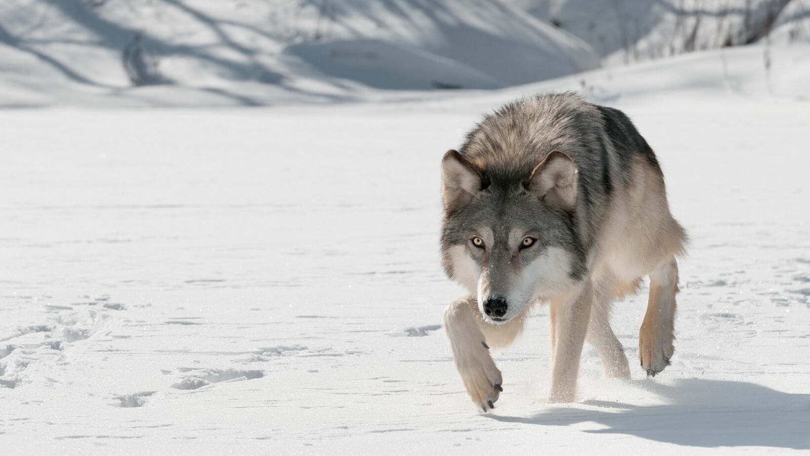 Facts About Wolves 25 Fun Wolf Facts That Will WOW You!