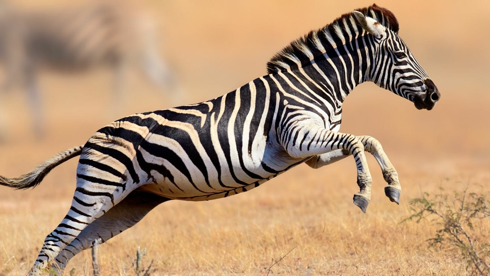 Facts About Zebras 25 Fun Zebra Facts That Will WOW You!