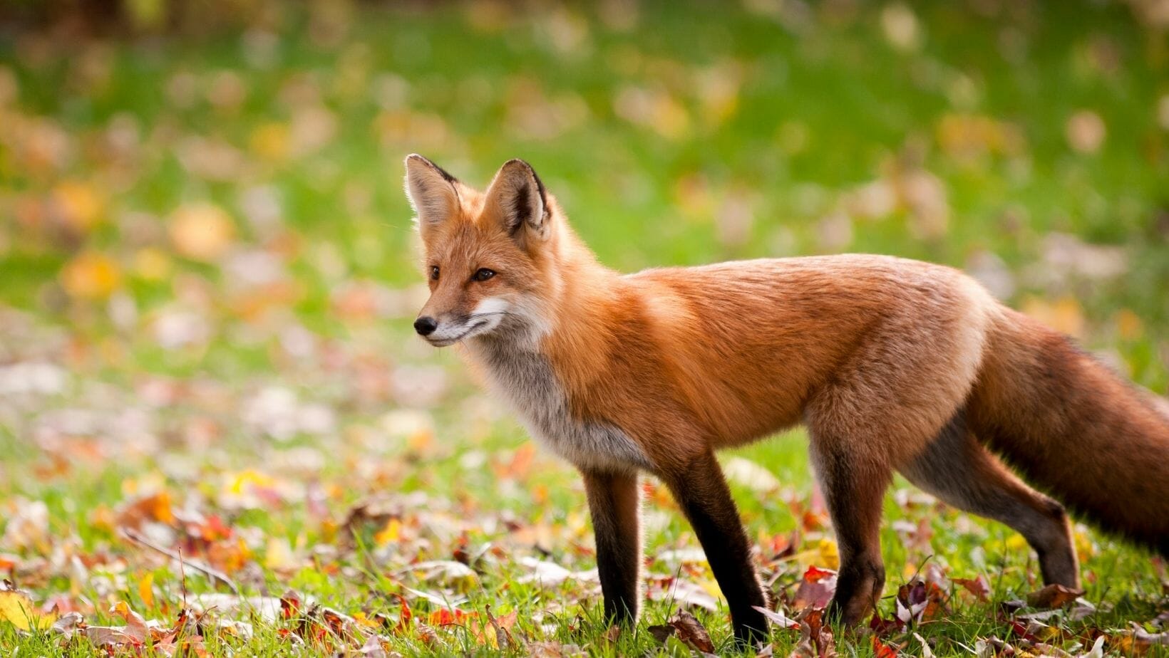 Facts About Foxes 25 Fun Fox Facts That Will WOW You!