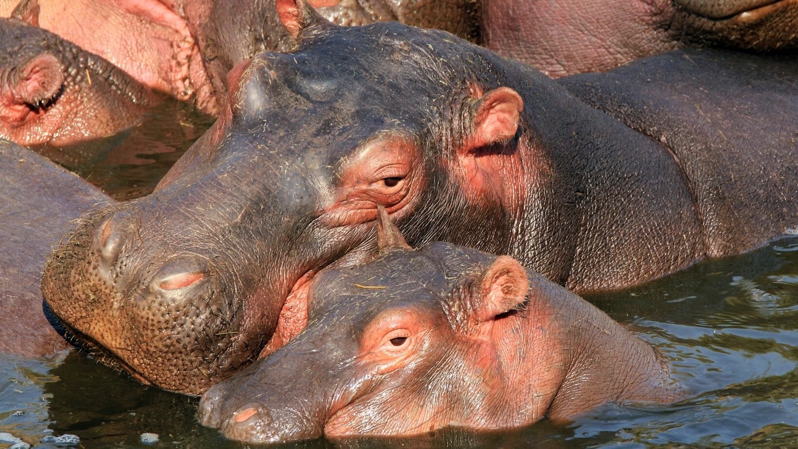 Facts About Hippos 25 Fun Hippo Facts That Will WOW You!
