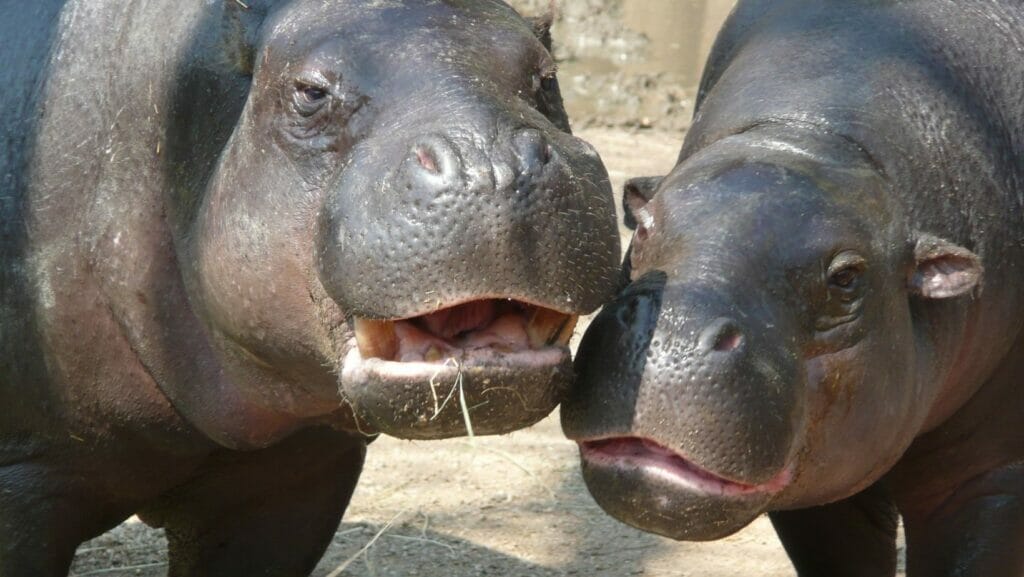 Facts About Hippos 25 Fun Hippo Facts That Will WOW You!