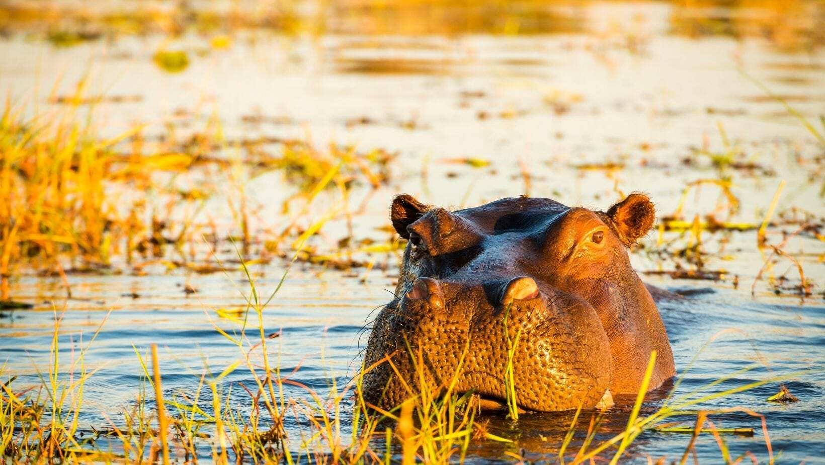 Facts About Hippos 25 Fun Hippo Facts That Will WOW You!