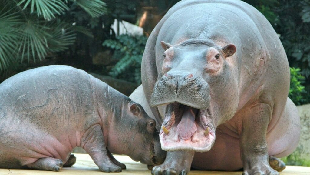 Facts About Hippos 25 Fun Hippo Facts That Will WOW You!