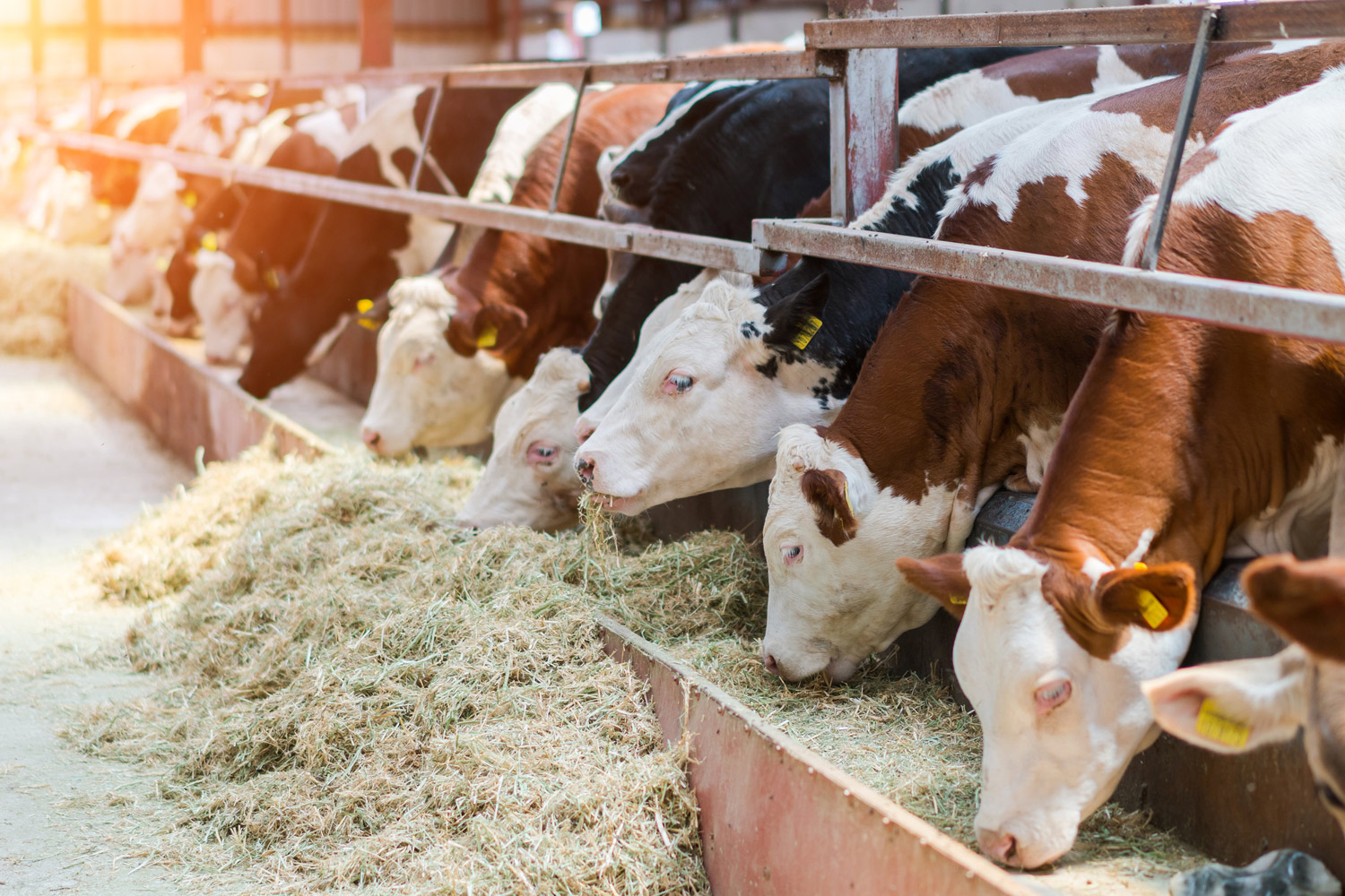 Meat Wholesalers UK, Catering Butchers In London