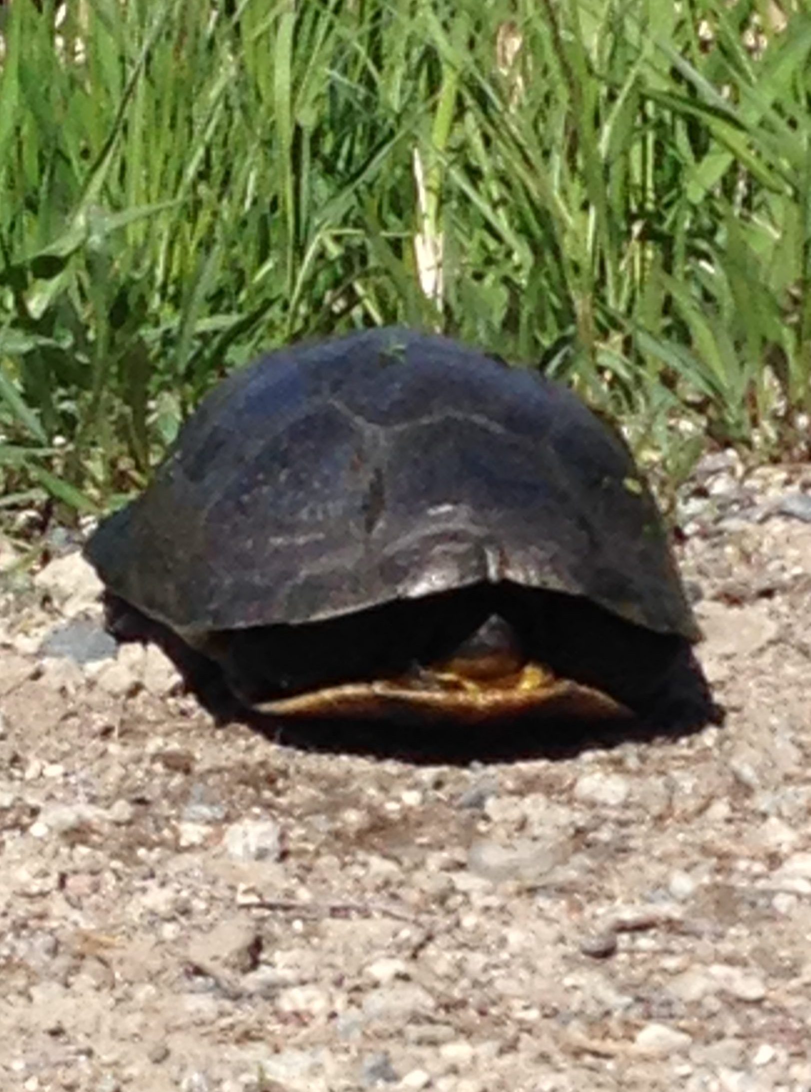 Turtle Mountain Reservation InMotion Intelligence