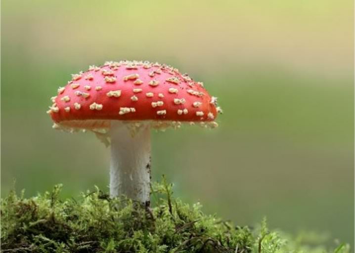 Study Psychedelic Mushrooms Put Your Brain In a 'Waking Dream' In5D