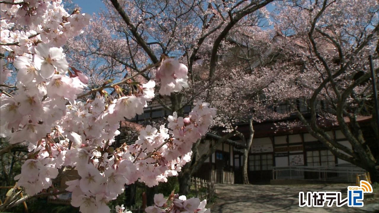 高遠城址公園 桜の開花予想4/1｜ニュース｜伊那谷ねっと