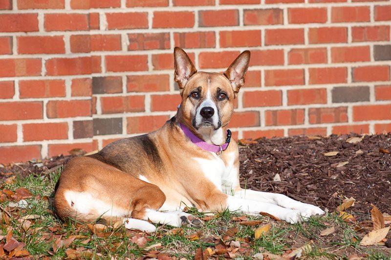 Why Our Dog Can't Walk Part 3 In a DC Minute