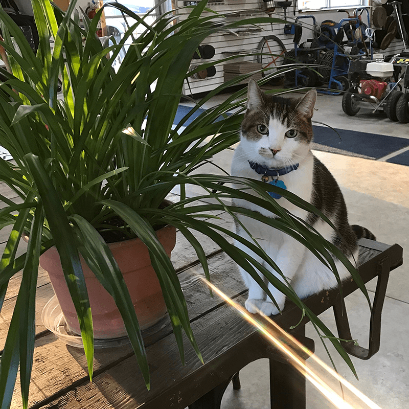 chuck InAPinch RentIt!