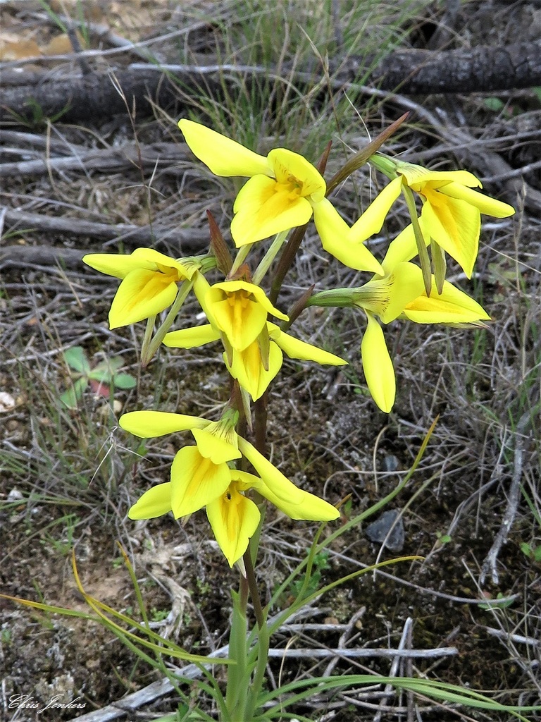 Common Golden Moths from Ben Bullen State Forest NSW 2845, Australia on