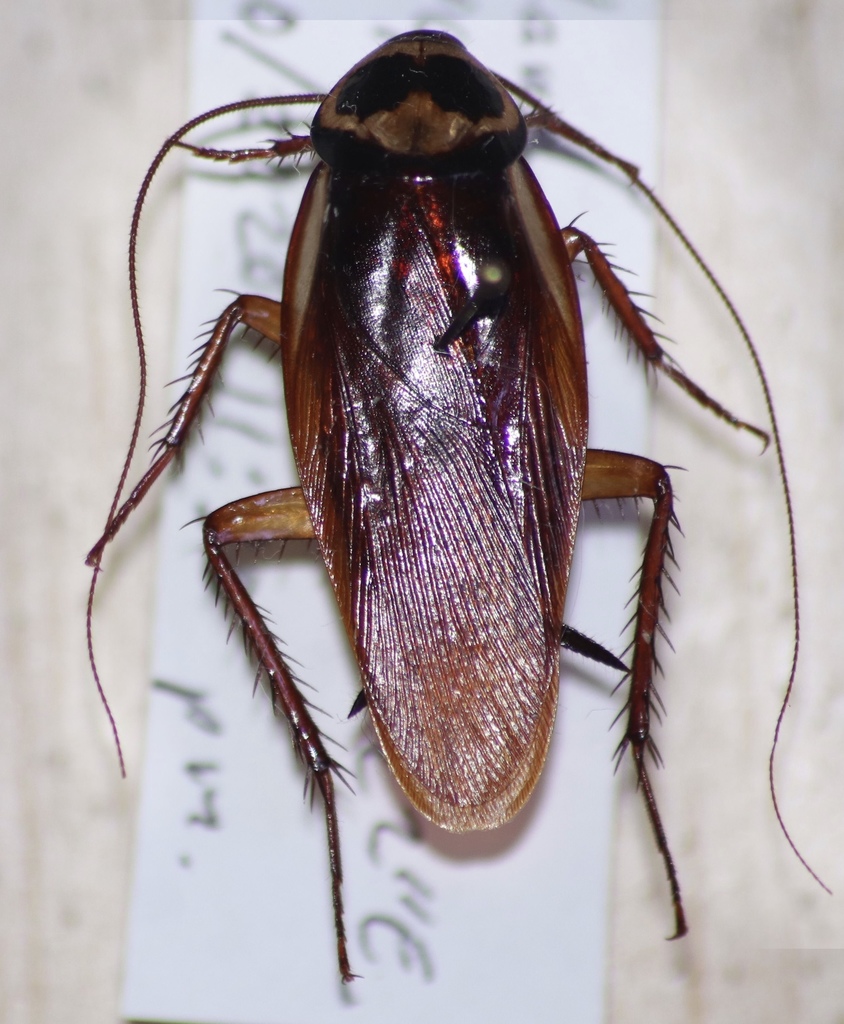Australian Cockroach on October 02, 2020 at 1130 PM by Orlando J
