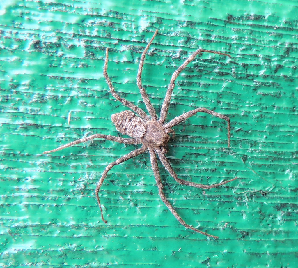Running Crab Spiders from Железногорский рн, Курская обл., Россия on