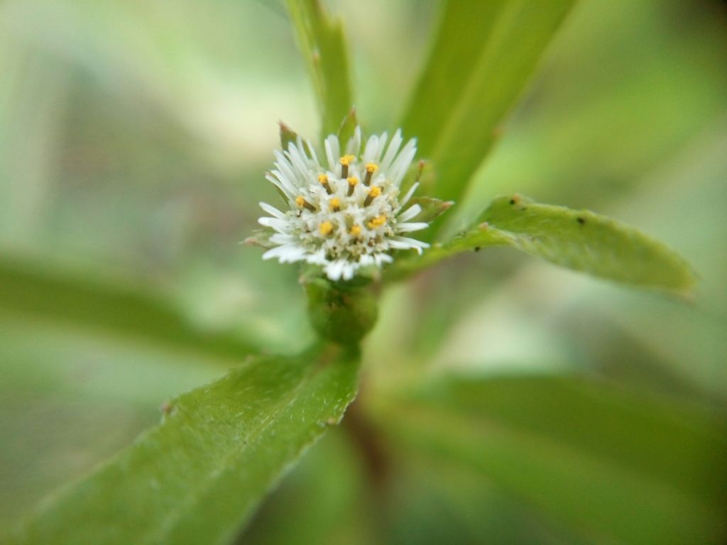 false daisy (Wildflower and Weeds of Singapore) · iNaturalist