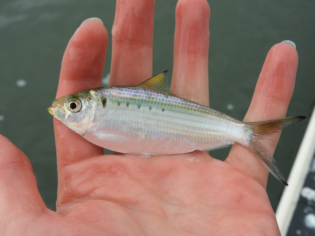 Atlantic Thread Herring (Fishes of Sarasota County, Fl) · iNaturalist