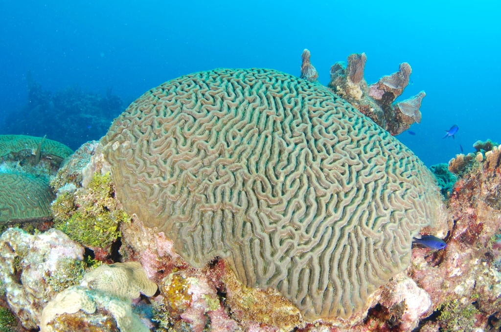 symmetrical brain coral (Caribbean Coral Reef Food ) · iNaturalist