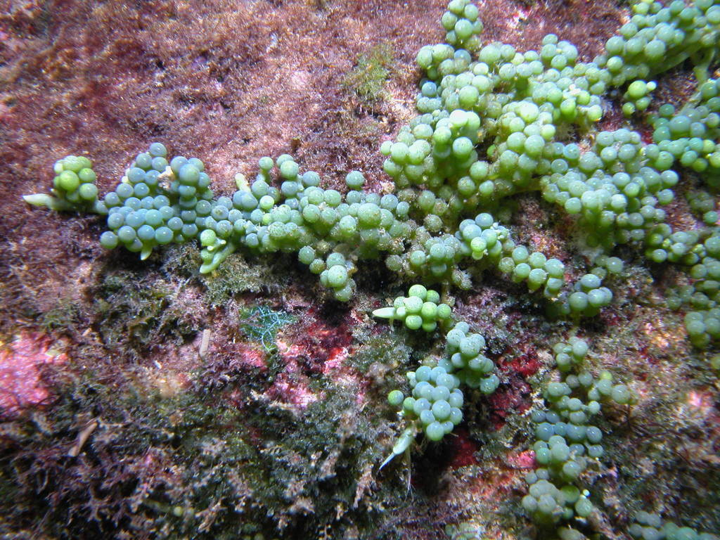 Sea Grape (Caribbean Coral Reef Food ) · NaturaLista Mexico