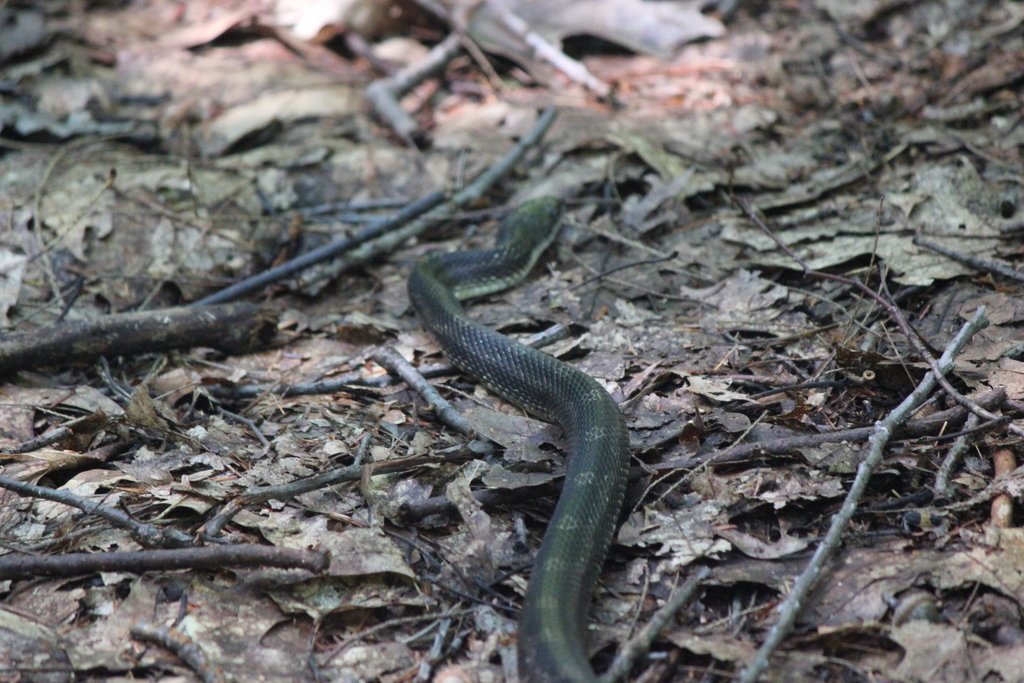 Gray Ratsnake from 9824 Larkin Rd, Eden, NY, US on September 4, 2017 at 1221 PM by Tyler
