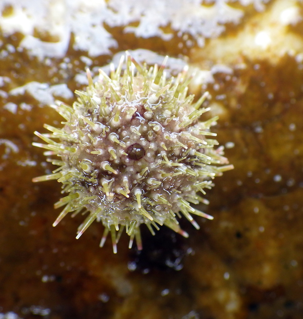 sea urchins from N of Ochre Point, Moana SA 5169, Australia on October