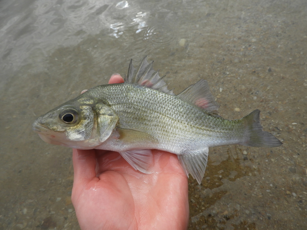 White Perch from Mayo, MD, USA on October 27, 2020 at 0109 PM by Benji Beluga · iNaturalist