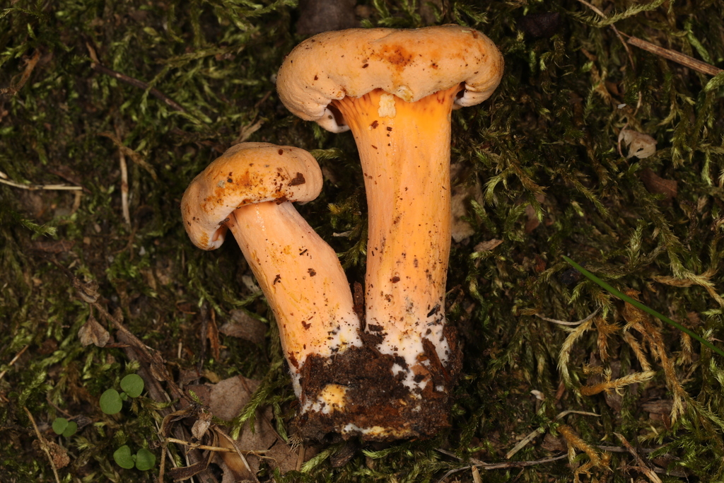 chanterelles from Turkey Run State Park, Parke Co., Indiana, USA on
