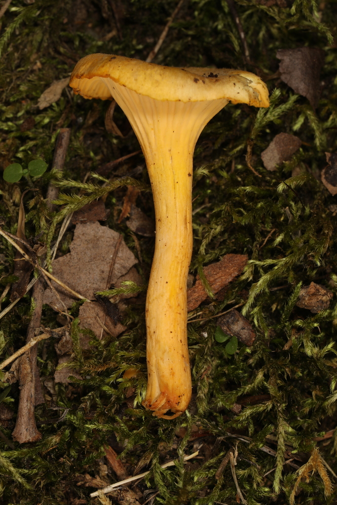 chanterelles from Turkey Run State Park, Parke Co., Indiana, USA on