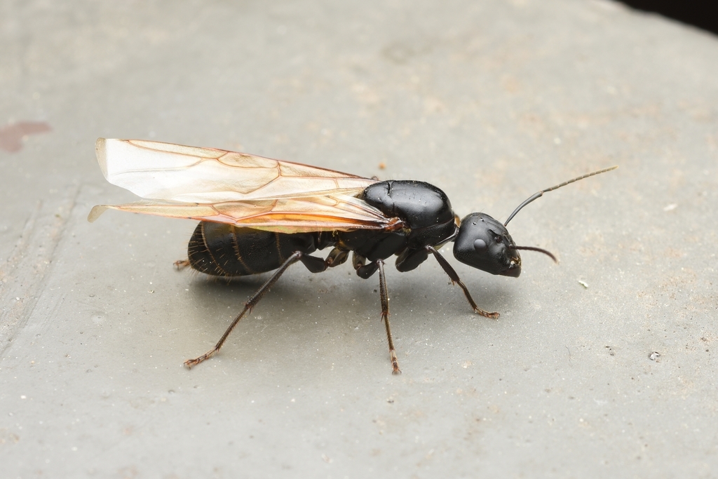 Japanese Carpenter Ant from Nowongu, Seoul, South Korea on May 21