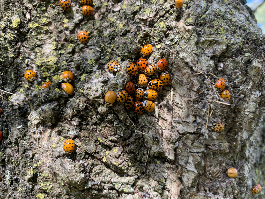 Are Ladybugs Poisonous? 5 Facts and Myths