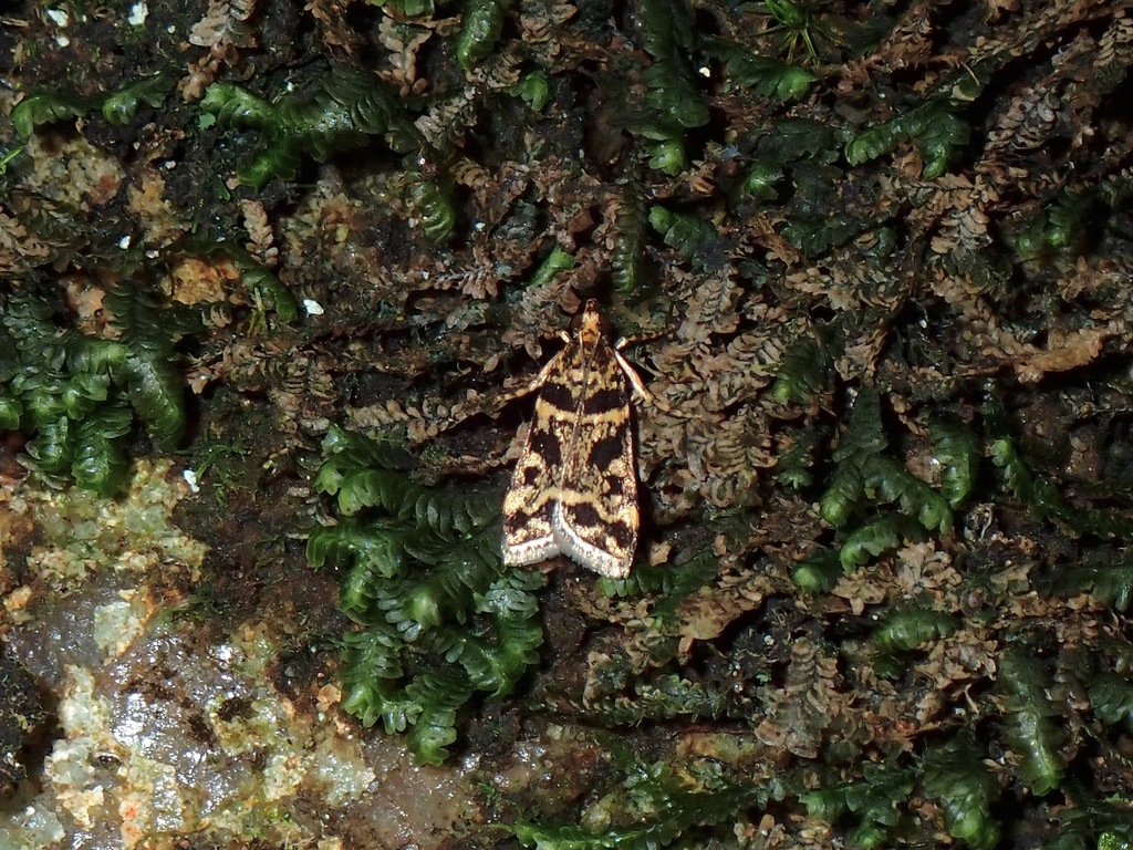 Litter Moths from Tanjung Bungah, Penang, Malaysia on October 30, 2020