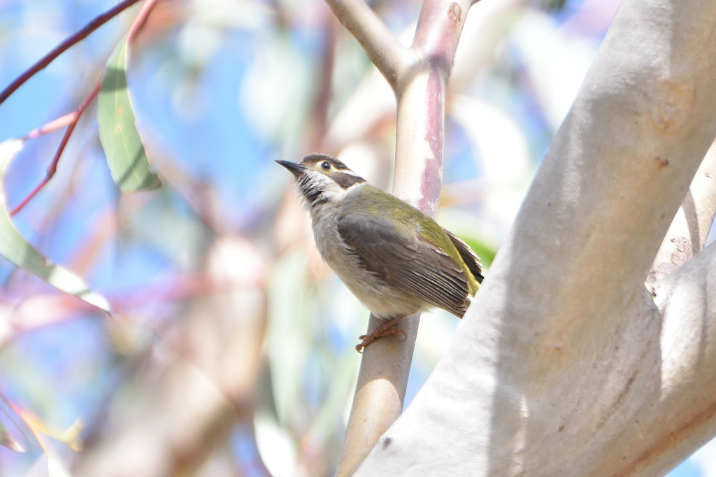 Brownheaded Honeyeater from Dharawal National Park, Wedderburn NSW