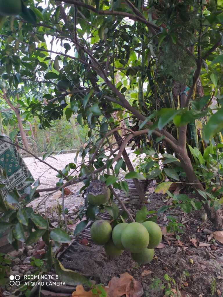 Pomelo from Jatimulyo, Tambakrejo, Bojonegoro Regency, East Java