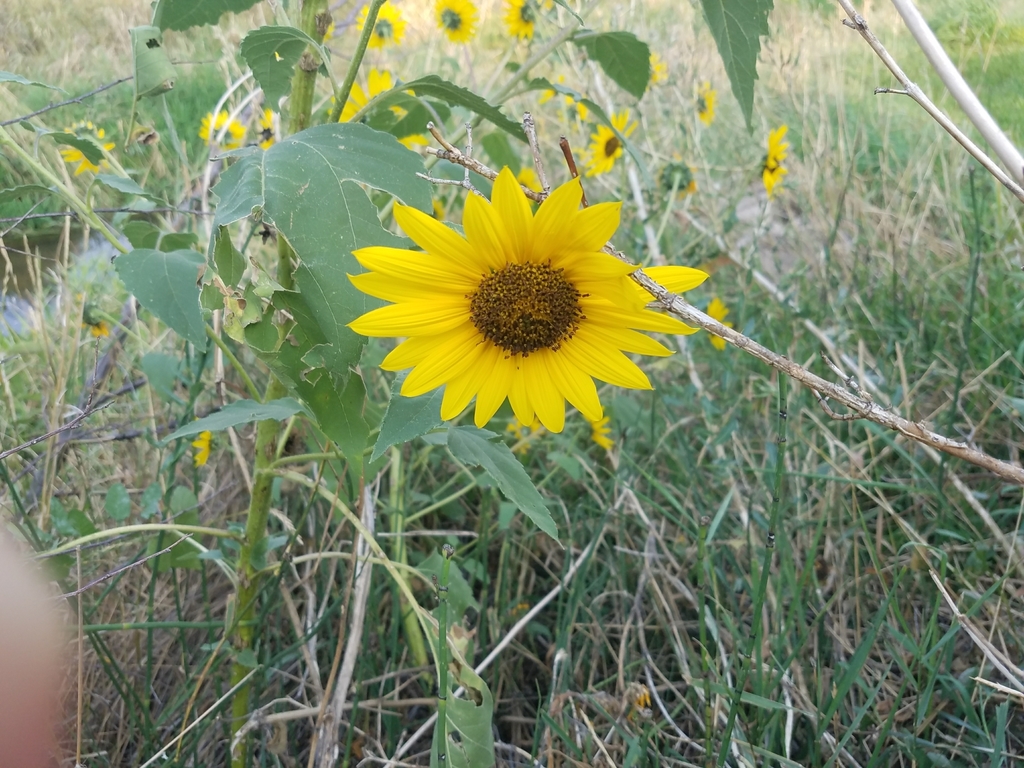 Common Sunflower from 702 W Drake Rd, Fort Collins, CO 80526, USA on