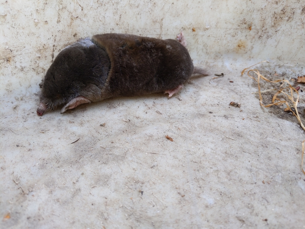 Broadfooted Mole from Monterey on November 13, 2020 at 0241 PM by