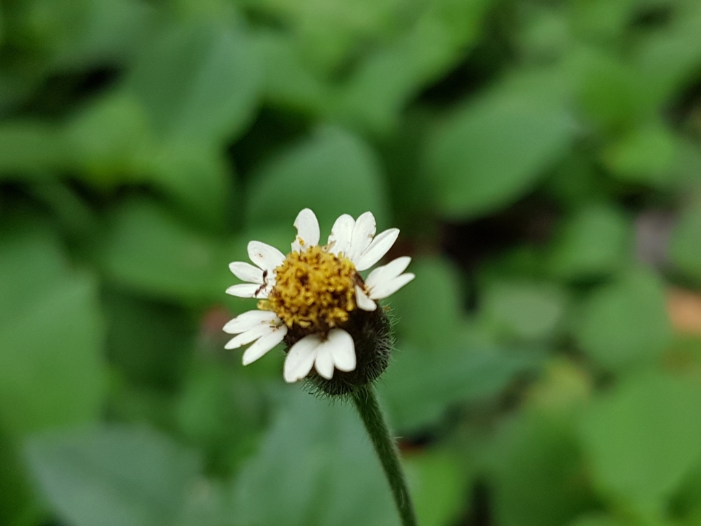 Tridax daisy weeds of South Florida (Hierbas malas del sur de