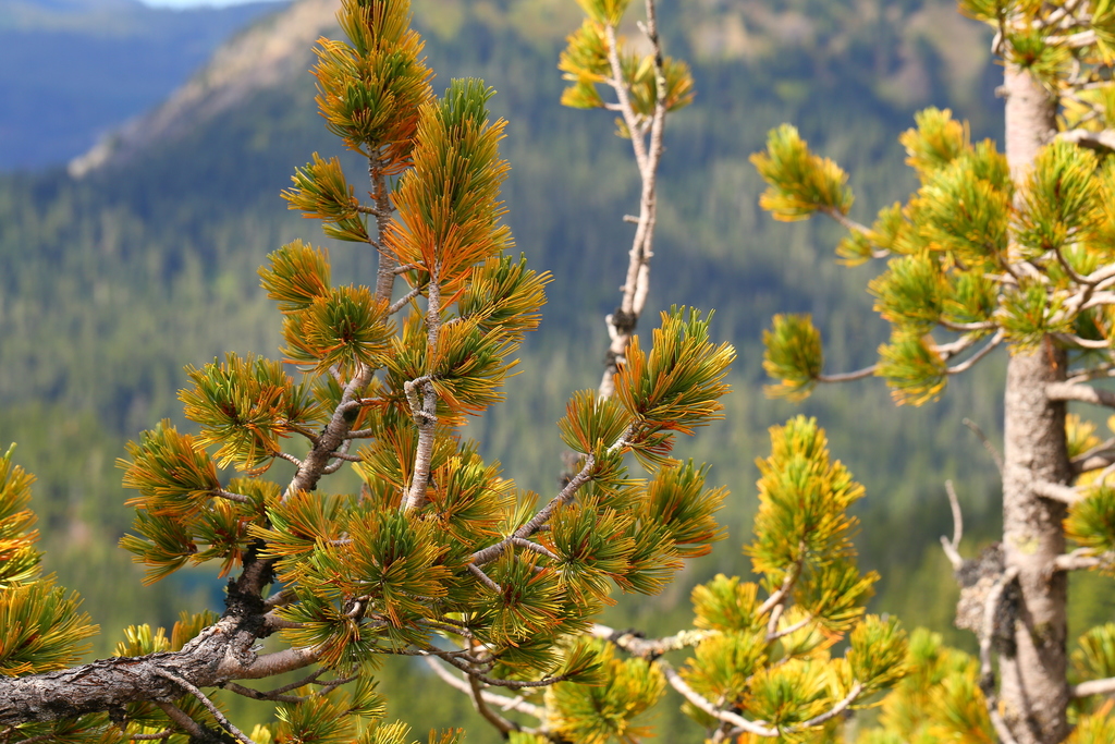 Whitebark Pine (Trees (and some shrubs) of Canada) · BioDiversity4All